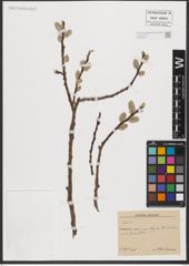 Foto von Salix L.